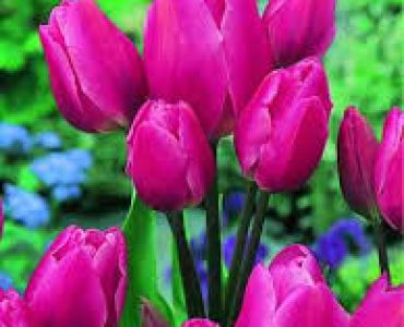 лале Multiflora happy family 11/12